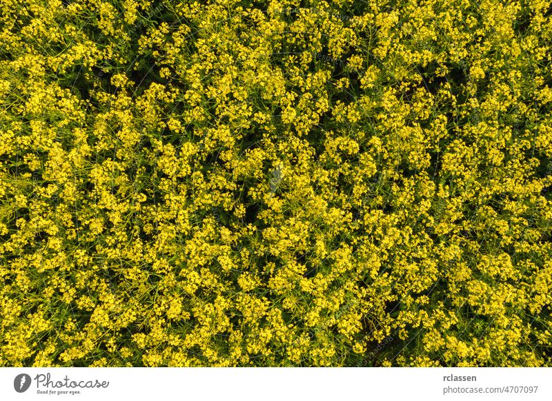 field of rapeseed flower. drone shot canola colza oilseed biofuel farming aerial agriculture yellow industry grain harvest biomass biotechnology above combine
