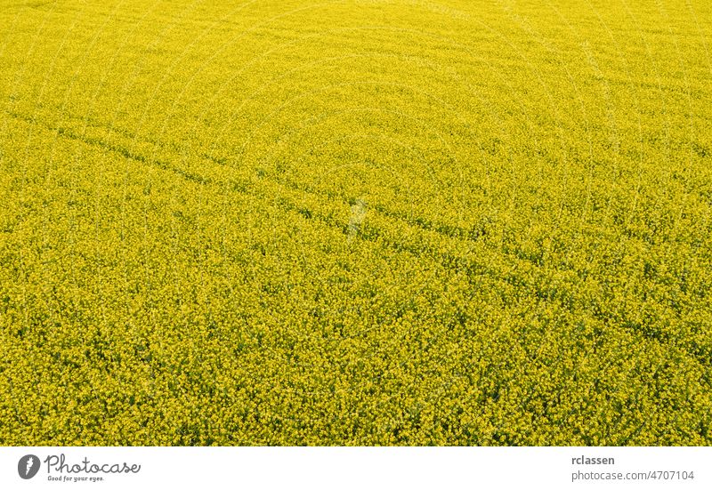 Aerial view of canola field and tracks from tractor. Beautiful agricultural texture or background of summer agriculture landscape. canola farm from above.