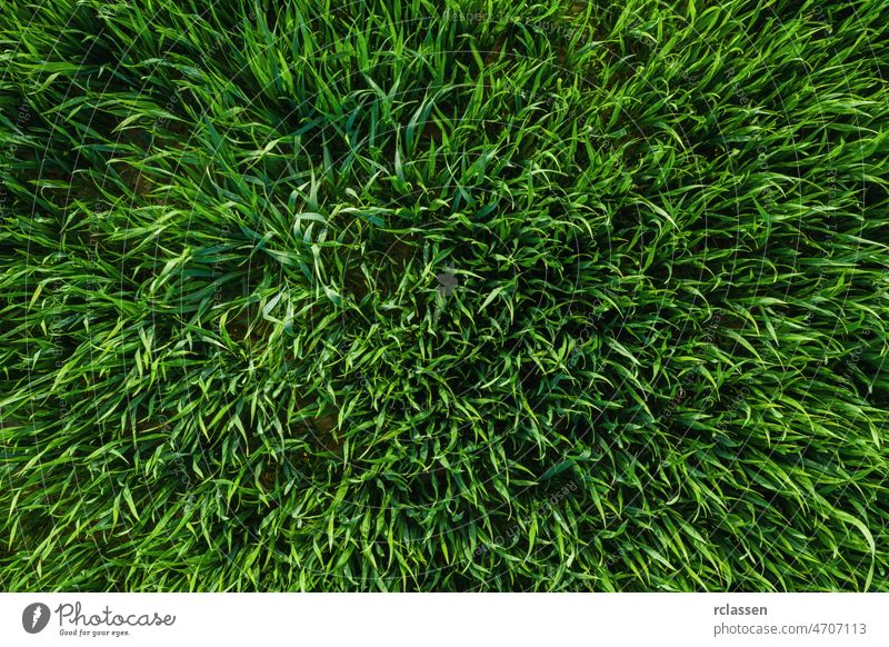 Close-up image of fresh spring green grass or a wheat field, drone shot above aerial aerial view agricultural agriculture background barley beautiful bright