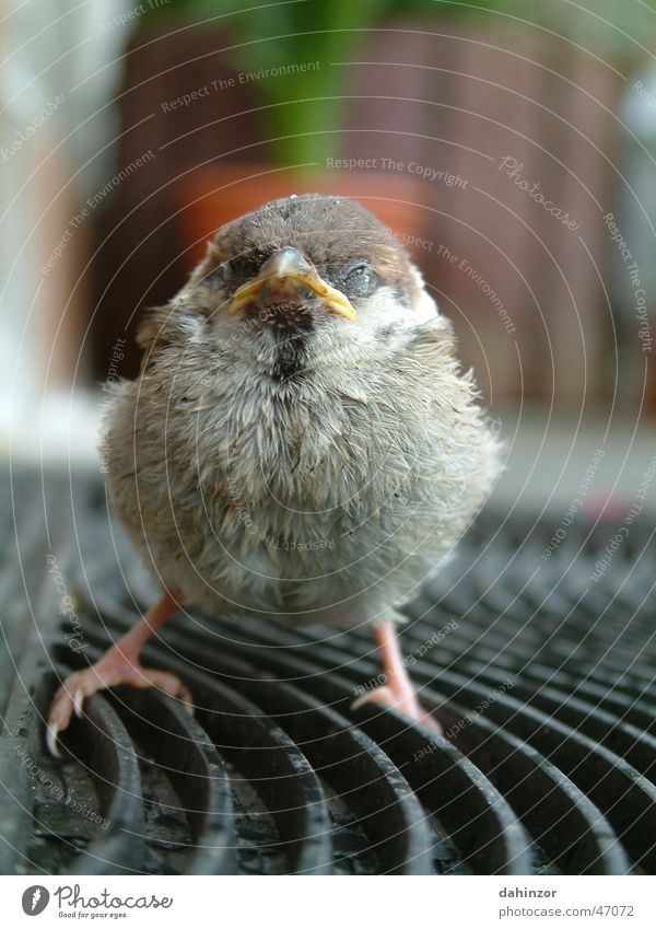 young sparrow Small Exterior shot Sparrow Macro (Extreme close-up)