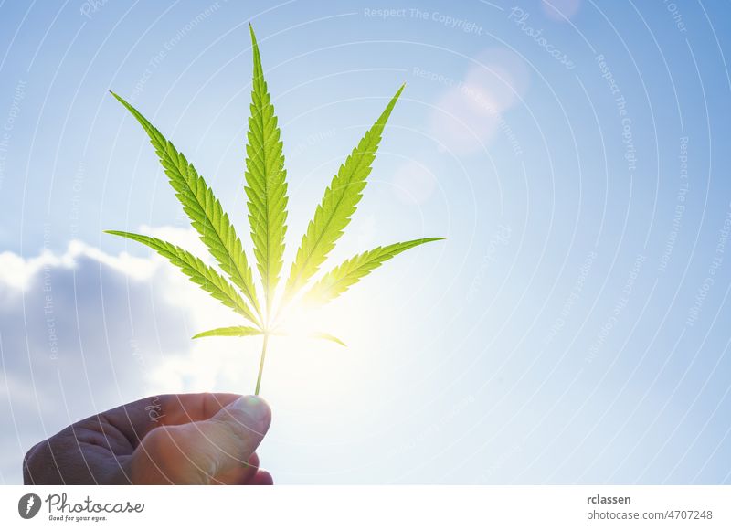 Cannabis leaf against the sky. hand holding a marijuana leaf on a background of blue sky. Background of the theme of legalization and medical hemp in the world.