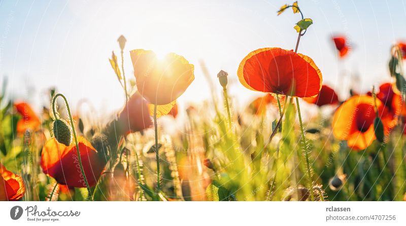 Field of red poppies poppy field france background banner beautiful sunrays beauty bloom blossom blue clouds color countryside district europe floral flower