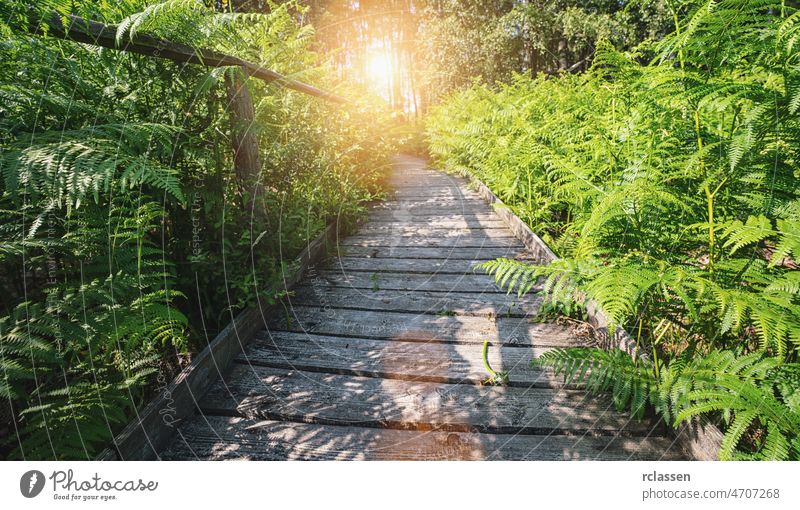 Wooden path in to the forest covered ferns and sunlight, at summer evening sunbeam landscape nature bridge green woodland sunny boardwalk atmosphere back light