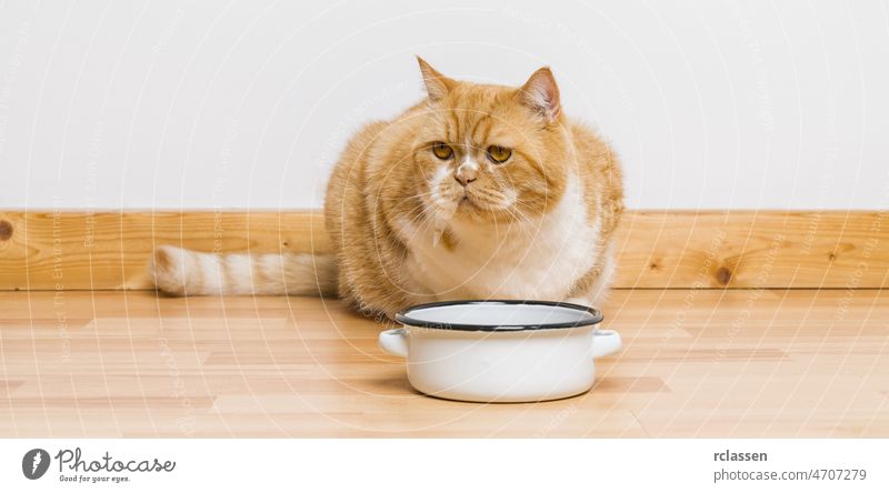 grumpy cat looking at the food bowl eat waiting feeding empty portrait home floor pussy dish british room background animal white wall banner friend copy space