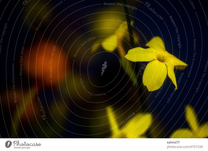 Winter jasmine with bright yellow flowers against dark background yellow blossoms Flowering shrub winter flowering plants Nature Blossom Plant Spring Blossoming