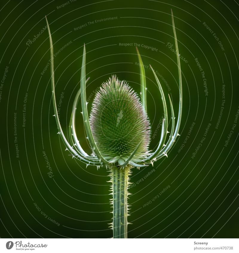 The Queen Nature Animal Plant Wild plant Teasel Meadow Thorny Power Might Protection Unwavering Pain Dangerous Timidity Respect Pride Elegant Threat Safety
