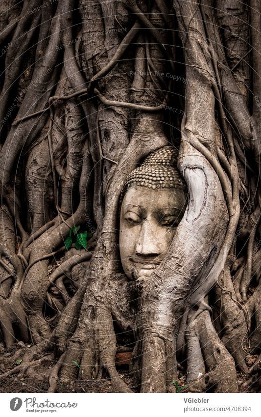 Buddha head in roots Buddhism Thailand South East Asia Temple Colour photo Religion and faith Buddhist Ancient Sculpture Art Statue Architecture Asian Face