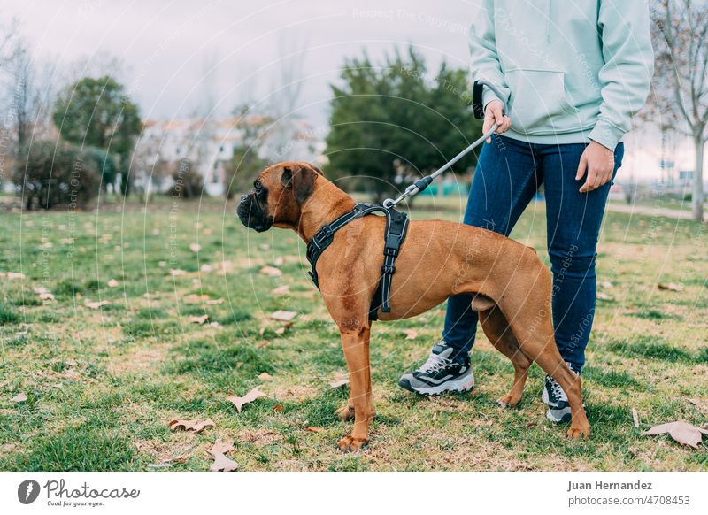 photo of a boxer breed dog caught by its owner on the leash profile pet canine mammal purebred pedigree pedigreed puppy doggy friend copy space copy-space
