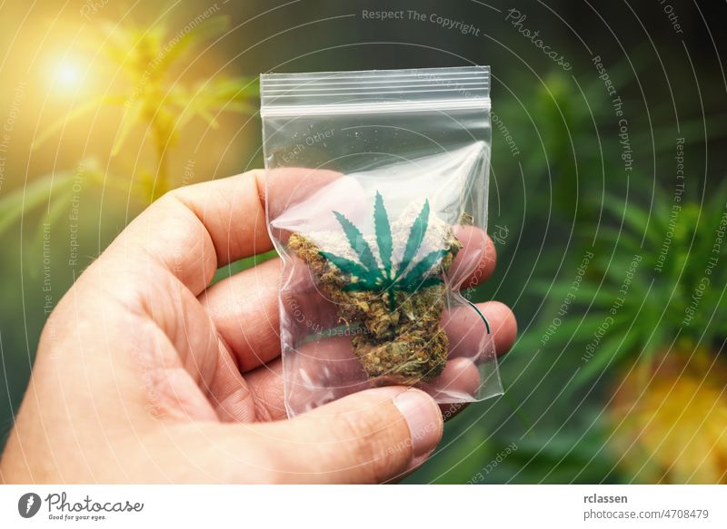 Hand Holding and showing Cannabis buds in a plastic zip bag. Concept of herbal alternative medicine, cbd oil, pharmaceutical industry or illegal drug use