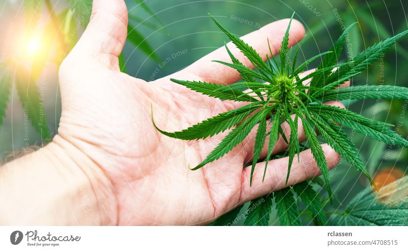 large number of cannabis flowers the hands of a Hande. Concept of herbal alternative medicine, cbd oil, pharmaceutical industry hemp farm medical bud laboratory