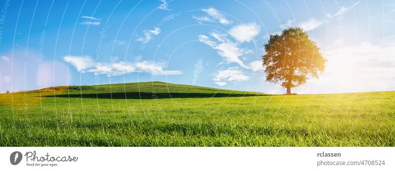 A lonely old bald tree on a fresh green meadow, a vibrant rural landscape with blue sky, banner size outdoors panorama summer clouds oak agriculture authentic