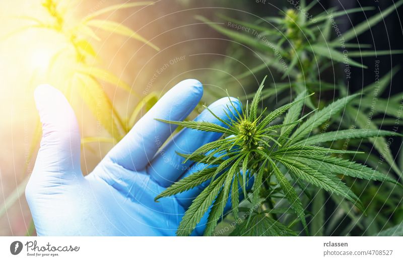 large number of cannabis flowers the hands of Medetsinsky employee. Concept of herbal alternative medicine, cbd oil, pharmaceutical industry hemp farm medical