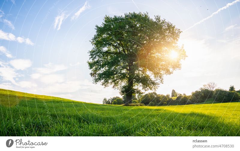 lonely old bald tree on a fresh green meadow at sunset, a vibrant rural landscape with blue sky outdoors panorama summer clouds oak agriculture authentic azure