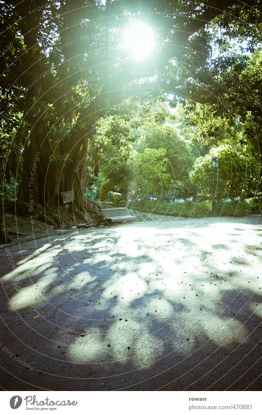 shadow cast Nature Sun Sunlight Summer Tree Leaf Garden Park Warmth Relaxation Bench Old Large Leaf canopy Idyll Calm Break Colour photo Exterior shot Deserted