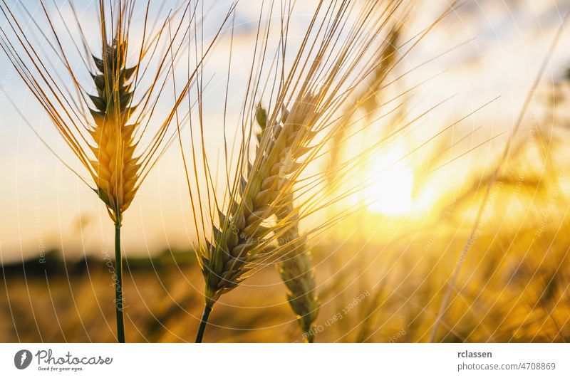 Wheat flied at sunset with clouds. agriculture concept image field wheat farm harvest panorama landscape farmland cereal corn grain countryside panoramic gold