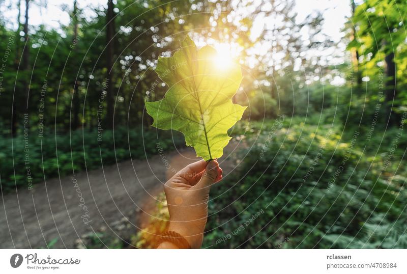 hand holding green leaf against the forest with sun light rays. Spring time season. path june background beautiful blur human bokeh wood color tree concept day
