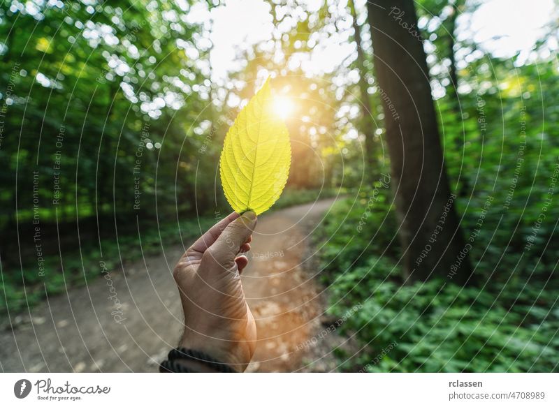 Male hand holding green leaf against the forest with path and sun light rays. Spring time season. june background beautiful blur human bokeh wood color tree
