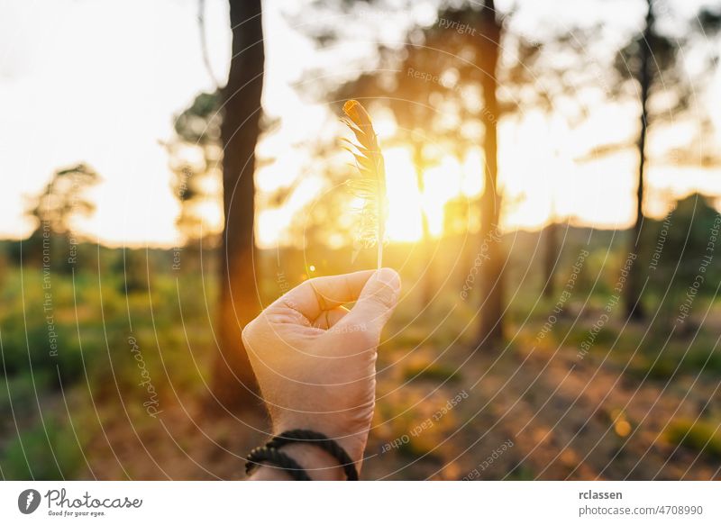 Hand Holding Bird Feather Wing on Bokeh Background with sun light rays. Spring time season. feather hand lifestyle background bird bokeh catcher chicken concept
