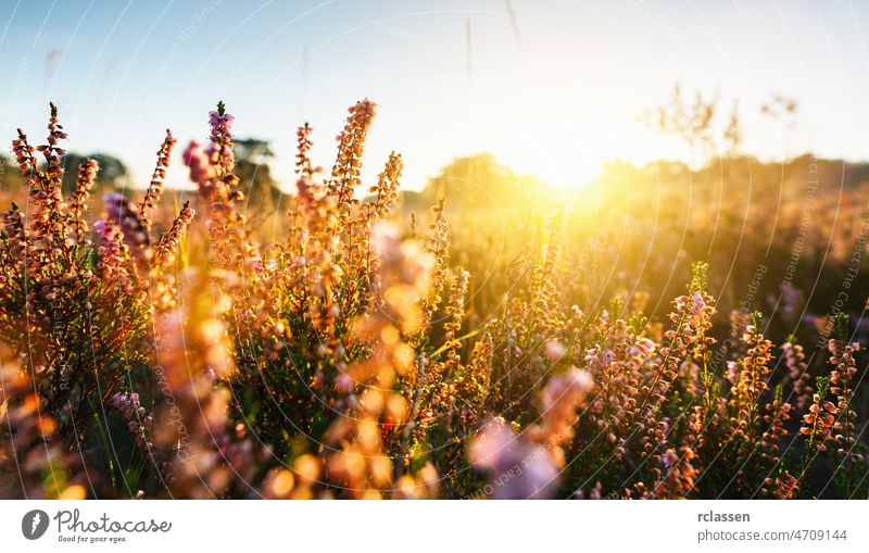 Natural background with small pink-lilac Heather flowers or Calluna vulgaris flowers at sunset. Soft focus. heather landscape field summer purple bloom nature