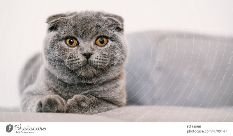Noble proud cat lying on a couch. The Scottish Fold Shorthair with blue gray fur, with copyspace for your individual text. british shorthair scottish fold grey