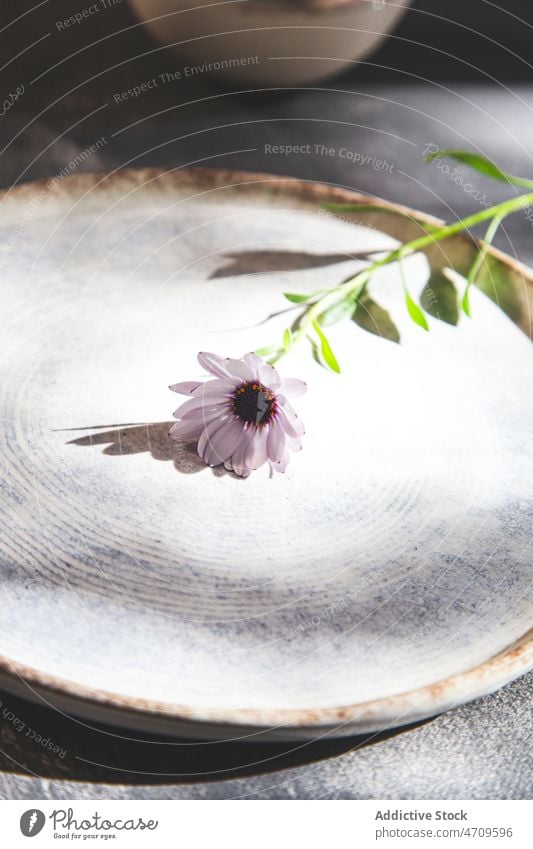 Ceramic plate with fresh flower ceramic natural dishware style set blossom table bloom aroma sunlight porcelain delicate decorative crockery elegant sunbeam