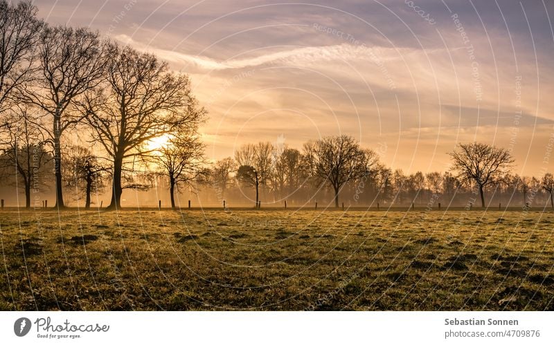 Green meadow surrounded by trees with light mist at sunrise on a spring morning Sunrise Meadow Tree Sky Nature Landscape Fence Fog Willow tree Field Grass