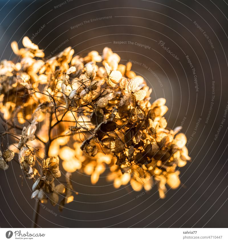 Shrub hydrangea flower glows in the evening light Blossom Faded Back-light Warm light Nature blurriness Moody Light Autumnal Mood lighting Hydrangea blossom
