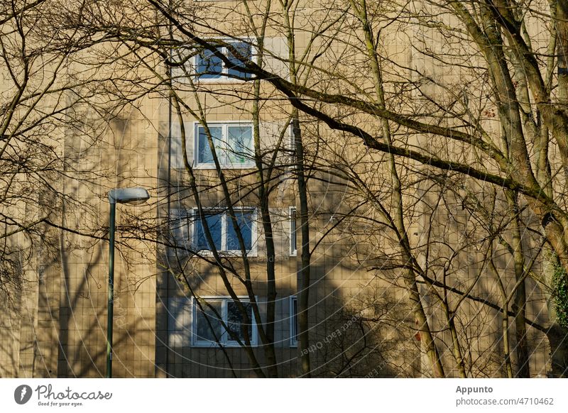 Bright facade with four double windows, shady branches in the foreground Building Facade Window Manmade structures High-rise trees Town urban Vicinity dwell