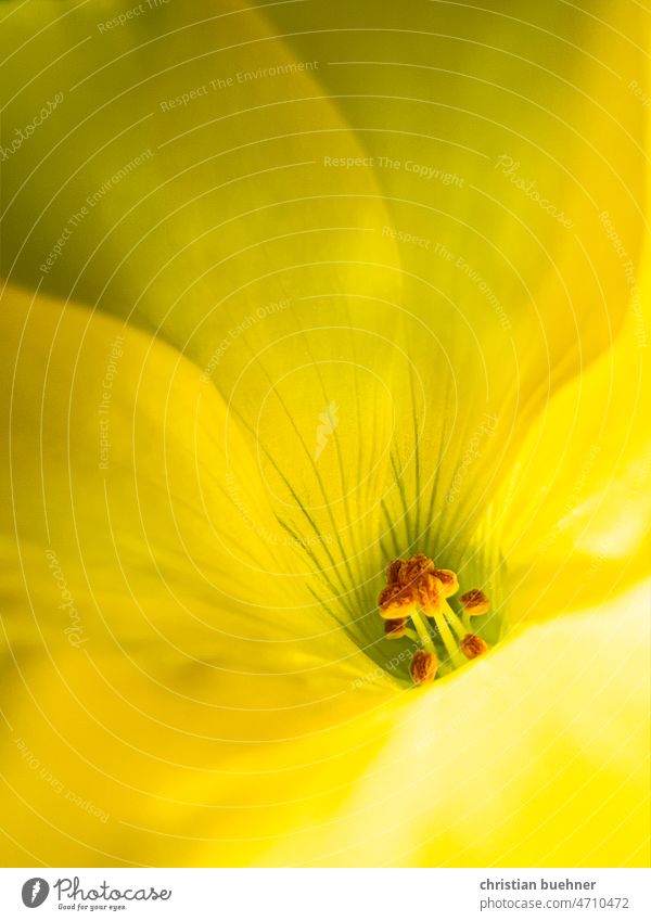 macro recording of a yellow flower Blossom yellow blossom macro shot petals Pistil Nature Garden