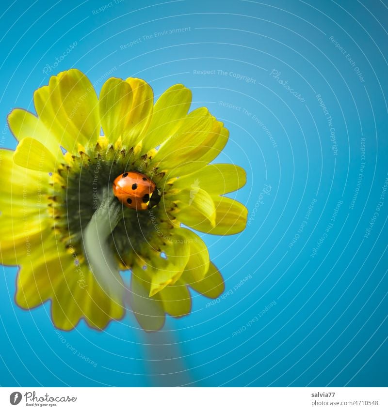 Ladybug finds shelter on the underside of a yellow dye chamomile flower Ladybird Yellow Blue Flower Blossom Seven-spot ladybird Protection Dyer's camomile