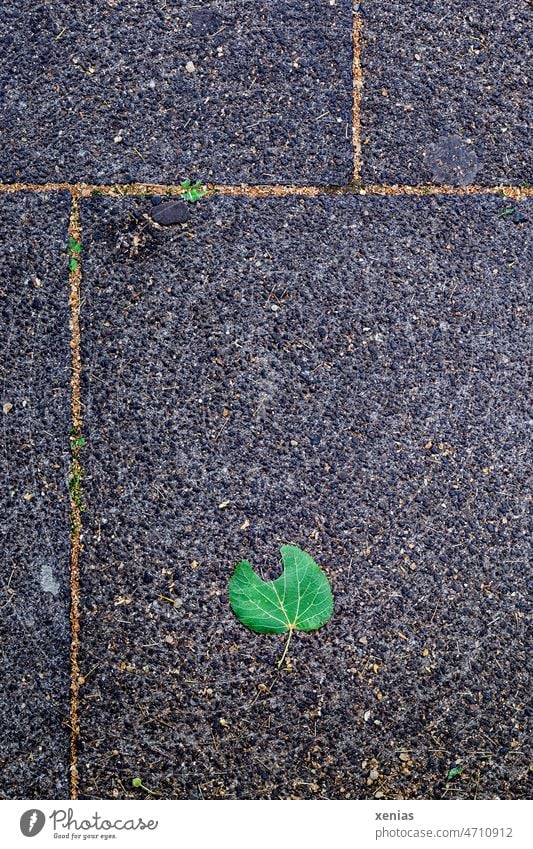 Nibbled green leaf lies on sidewalk slabs Sidewalk Ground Leaf Green Gray off walkway slabs Seam Square Rectangle Stone Structures and shapes Lanes & trails