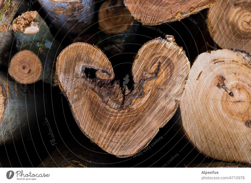 a heart for wood Wood Heart Heart-shaped Love Romance Tree trunk Firewood Tree section Exterior shot Nature Deserted Valentine's Day Infatuation Tree bark