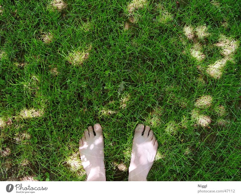 barefoot Meadow Green Toes Summer Lawn Parts of body Feet Shadow Human being niggl Barefoot