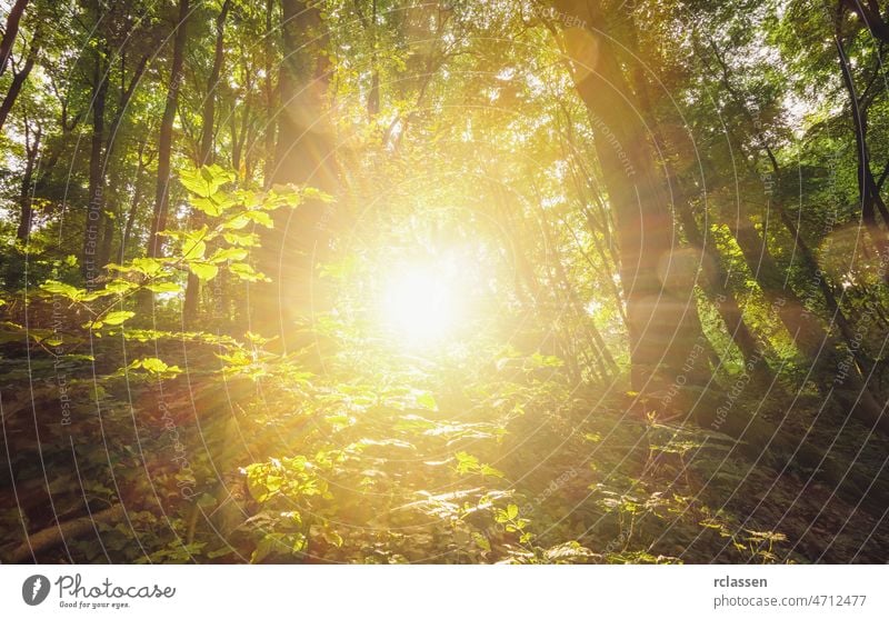 sun shines explosiv in to the forest fantasy landscape beautiful tree scene peaceful background landscaping season sunlight nature scenic rays sunny branch
