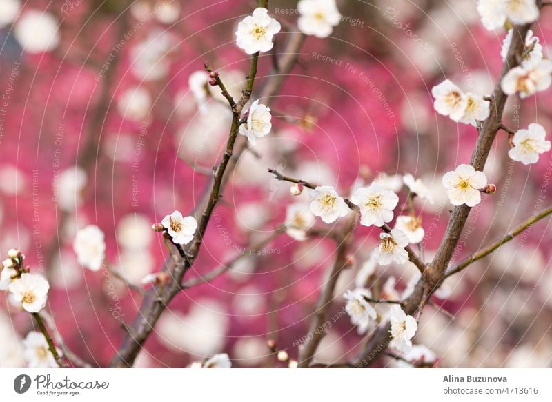 Beautiful floral spring abstract background of nature. Branches of blossoming plum with selective focus. Banner For easter and spring greeting cards with copy space