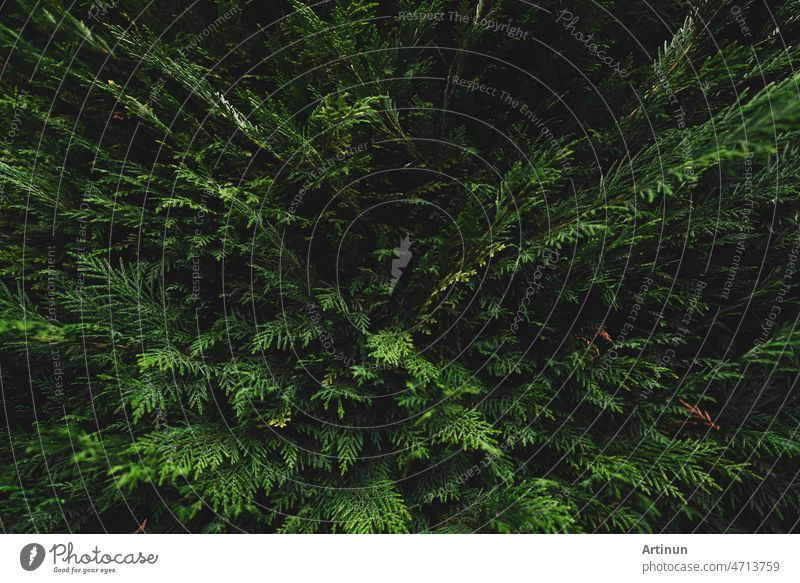Top view of green leaves on dark background in jungle. Above view of dense dark green leaves in garden. Nature abstract background. Beautiful dark green leaf texture. Small green leaves background.