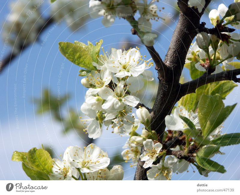 Cherry Blossom No.1 Spring Tree White Branch Blossoming