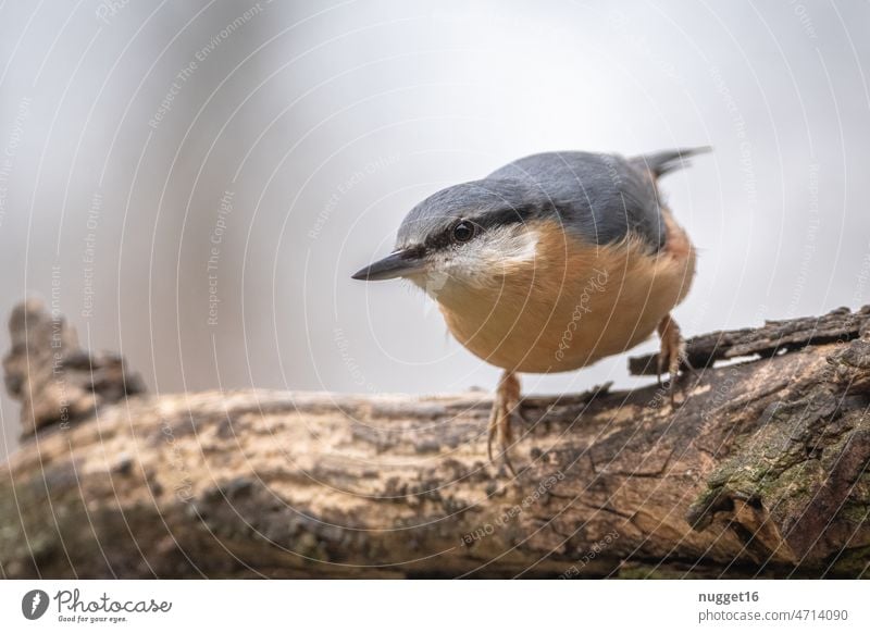 Nuthatch sitting on branch Eurasian nuthatch Bird Animal Exterior shot Colour photo Nature Wild animal Animal portrait Grand piano Feather Beak Close-up