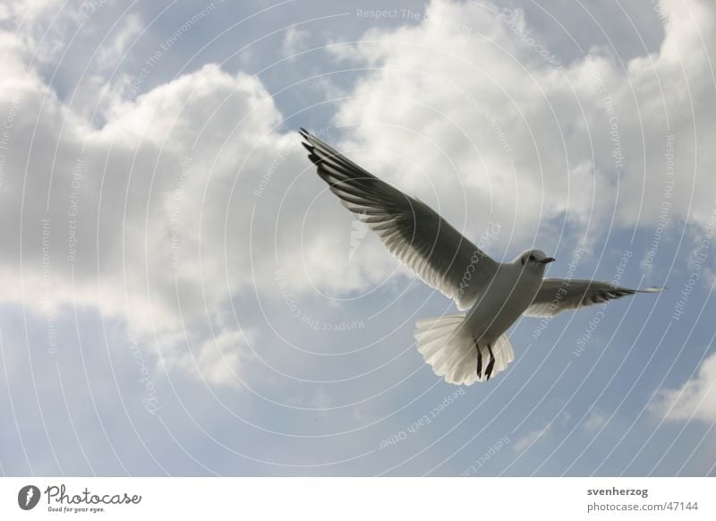 wait a minute... Background picture White Air seagull Sky Blue Wing Above