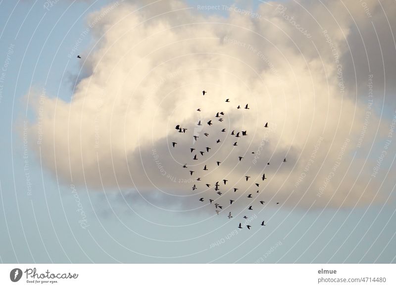 Flock of pigeons in flight in front of a large cloud / flock behavior / peace pigeon Pigeon Bird Flying Dove of peace Carrier pigeons decorative cloud
