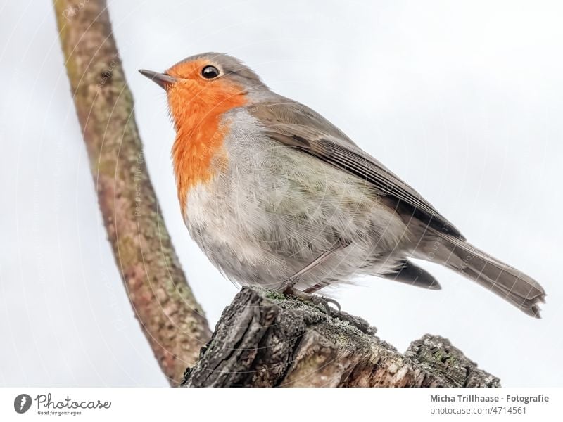 Robin in a tree Robin redbreast Erithacus rubecula Bird Wild bird Head Animal face feathers plumage Beak Eyes Legs Grand piano Claw Twigs and branches Close-up