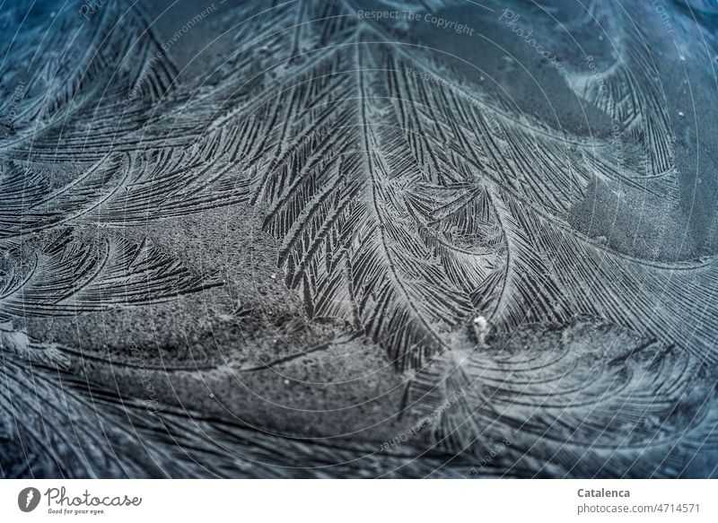 Icy fern leaves grow on the disc Frost Winter Cold Ice Blue Nature Day Macro (Extreme close-up) Ice crystal Freeze Crystal structure Frostwork Frozen Hoar frost