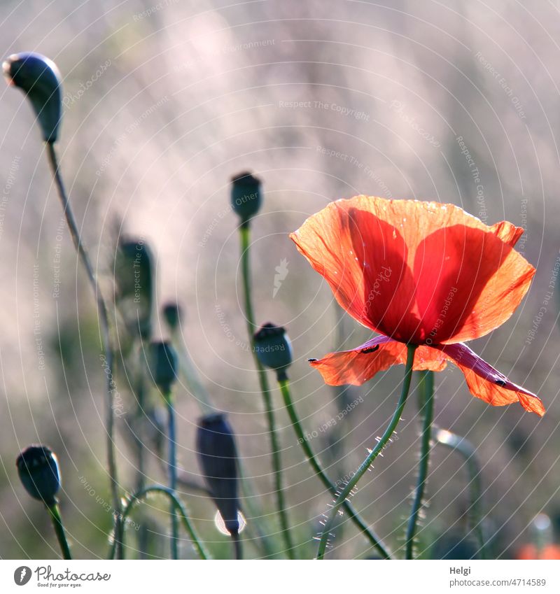 Mo(h)ntag - red corn poppy flower and seed pods against blurred background Poppy Poppy blossom Corn poppy Flower Blossom early summer petals Stalk Sunlight
