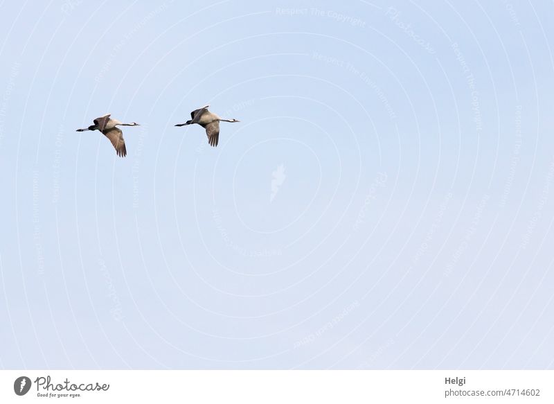 two cranes fly in front of blue sky Bird Crane Bird of happiness Migratory bird Couple Sky Flying Synchronous Freedom Wild animal Nature Exterior shot Autumn