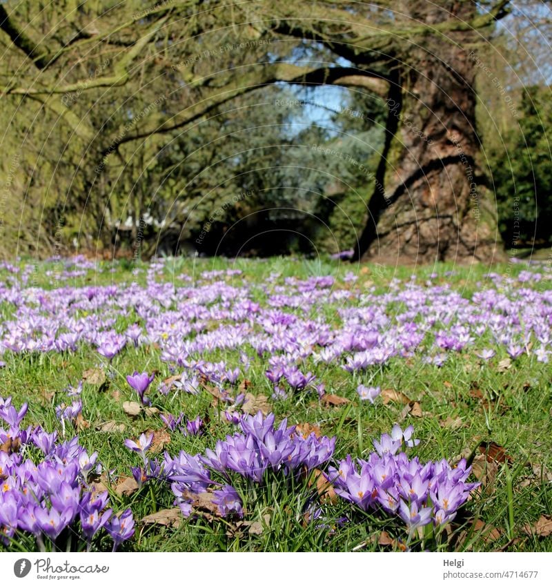 Spring in the park - many purple crocuses blooming on a meadow Meadow blossom wax Tree Park Plant Flower Blossom Exterior shot Spring flower Spring crocus