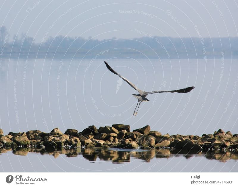 Take off - back view of gray heron taking off from stones into the air at the lake Heron Grey heron Lake Dümmer See Lakeside Fog departure Flying Departure