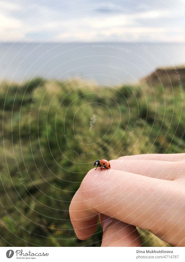 A ladybug or ladybird closeup on a human hand ready to fly away. Peaceful summer moment in life of human and nature living in harmony. Small red insect ladybug sitting on a hand with summer nature landscape on background.