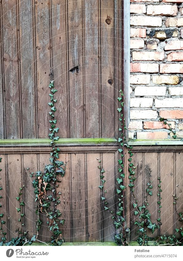 Wooden wall to stone wall, garnished with ivy. Colour photo Exterior shot Day Wooden board Brown Old Detail Wall (building) Wood grain naturally Weathered