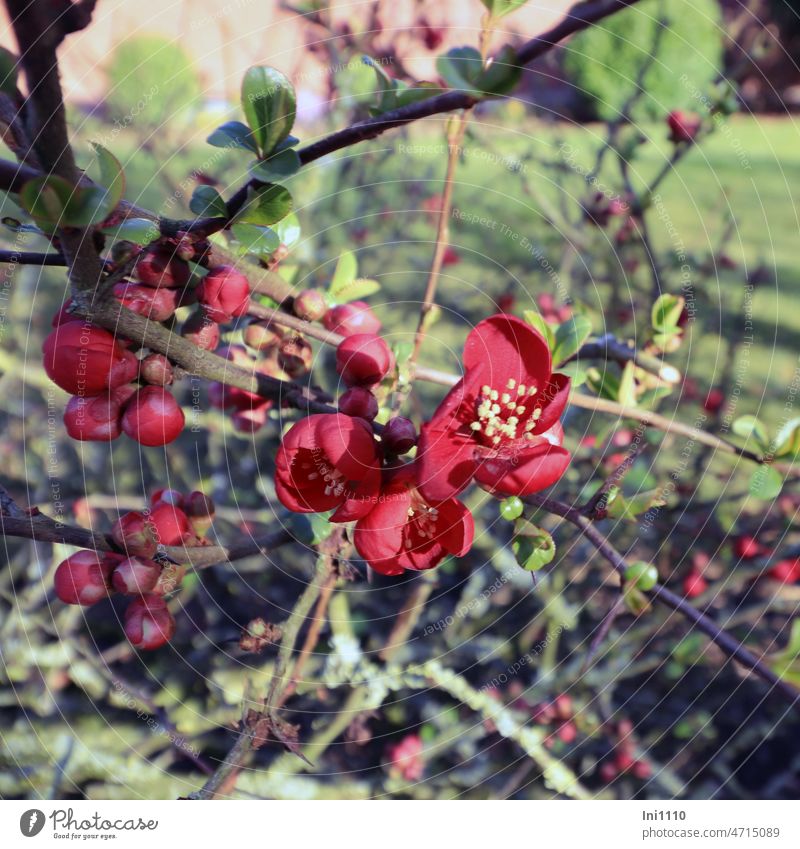 Flowers of ornamental quince Spring Garden Plant shrub herald of spring ornamental shrub Japanese ornamental quince (Chaenomeles japonica) Leaf shoots Blossom