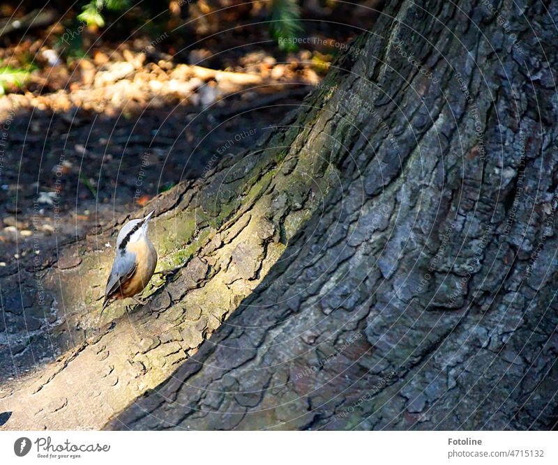 The little nuthatch is just thinking about hopping back up the tree. Eurasian nuthatch Bird Animal Exterior shot Colour photo Nature Wild animal Grand piano